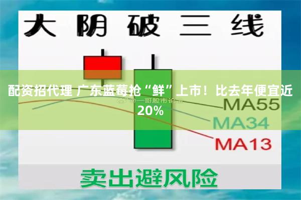 配资招代理 广东蓝莓抢“鲜”上市！比去年便宜近20%